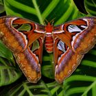 Mariposa nocturna ATTACUS ATLAS.........Dedicada a SILVIA DE LA PARTE SERNA.