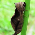 Mariposa nocturna