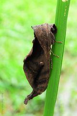 Mariposa nocturna