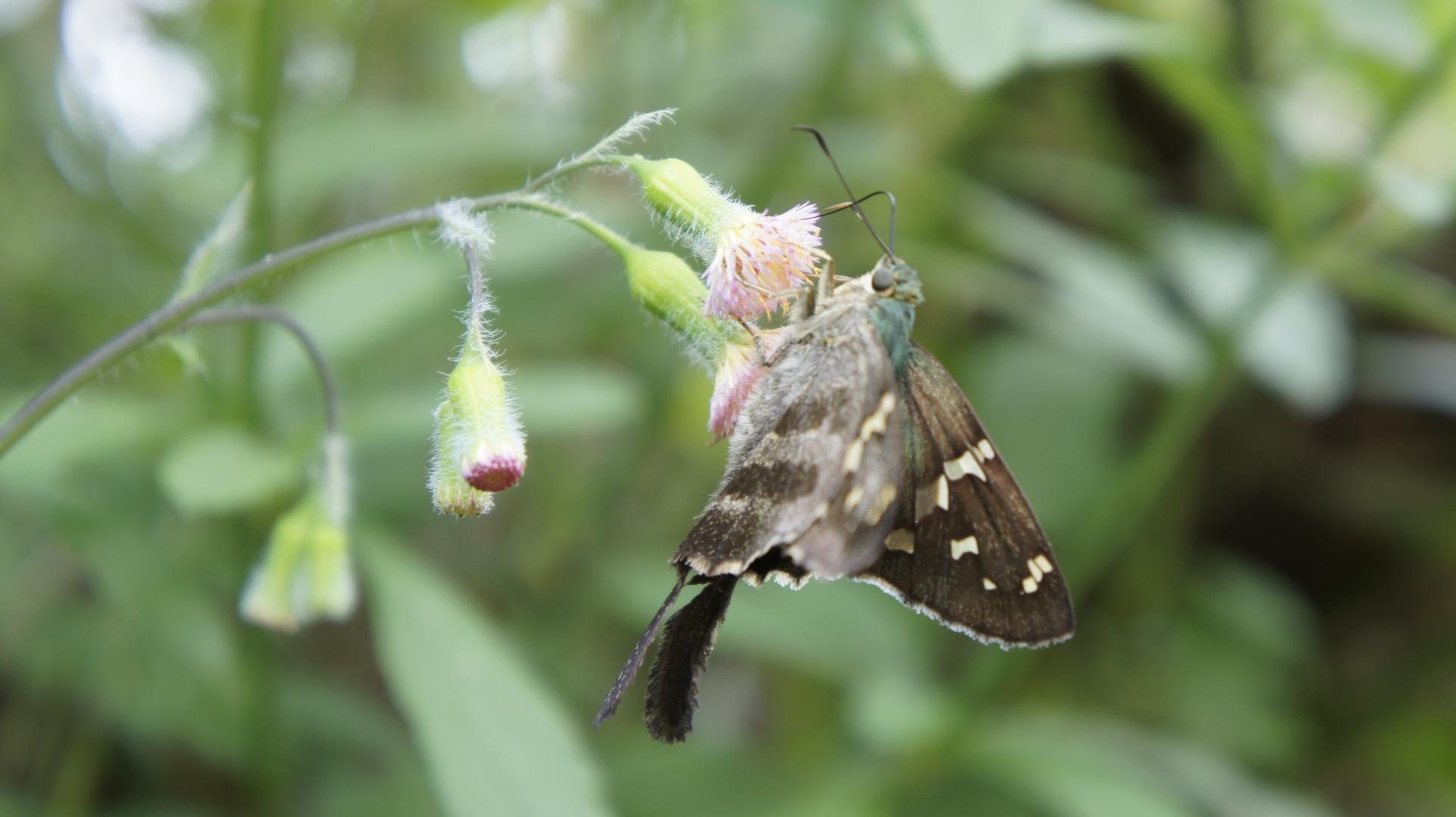 MARIPOSA NOGALEÑA DE RASTROJO