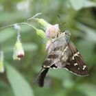 MARIPOSA NOGALEÑA DE RASTROJO