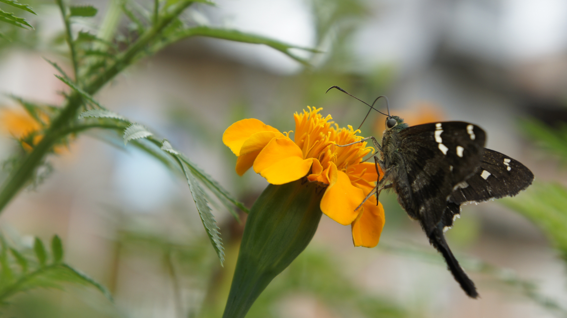 MARIPOSA NOGALEÑA Y ROSA AMARILLA MEDICINAL