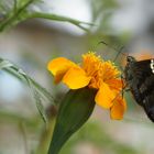 MARIPOSA NOGALEÑA Y ROSA AMARILLA MEDICINAL