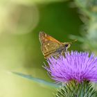 Mariposa Ochlodes sylvanus