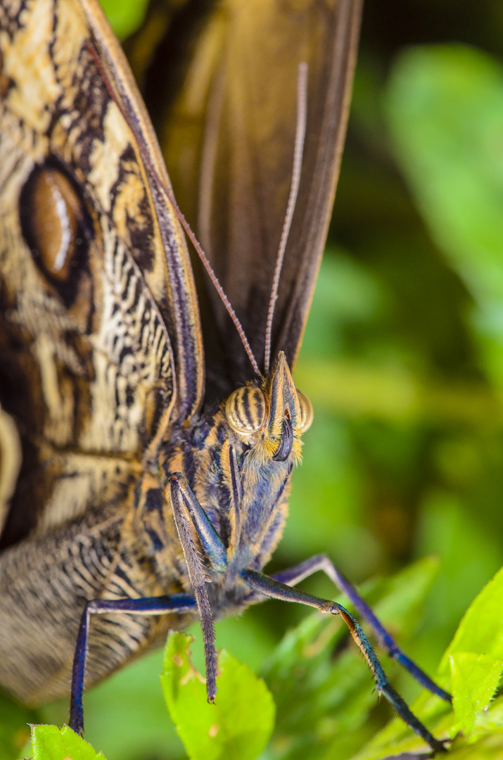 MARIPOSA OJOS DE BUHO