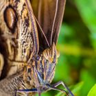 MARIPOSA OJOS DE BUHO