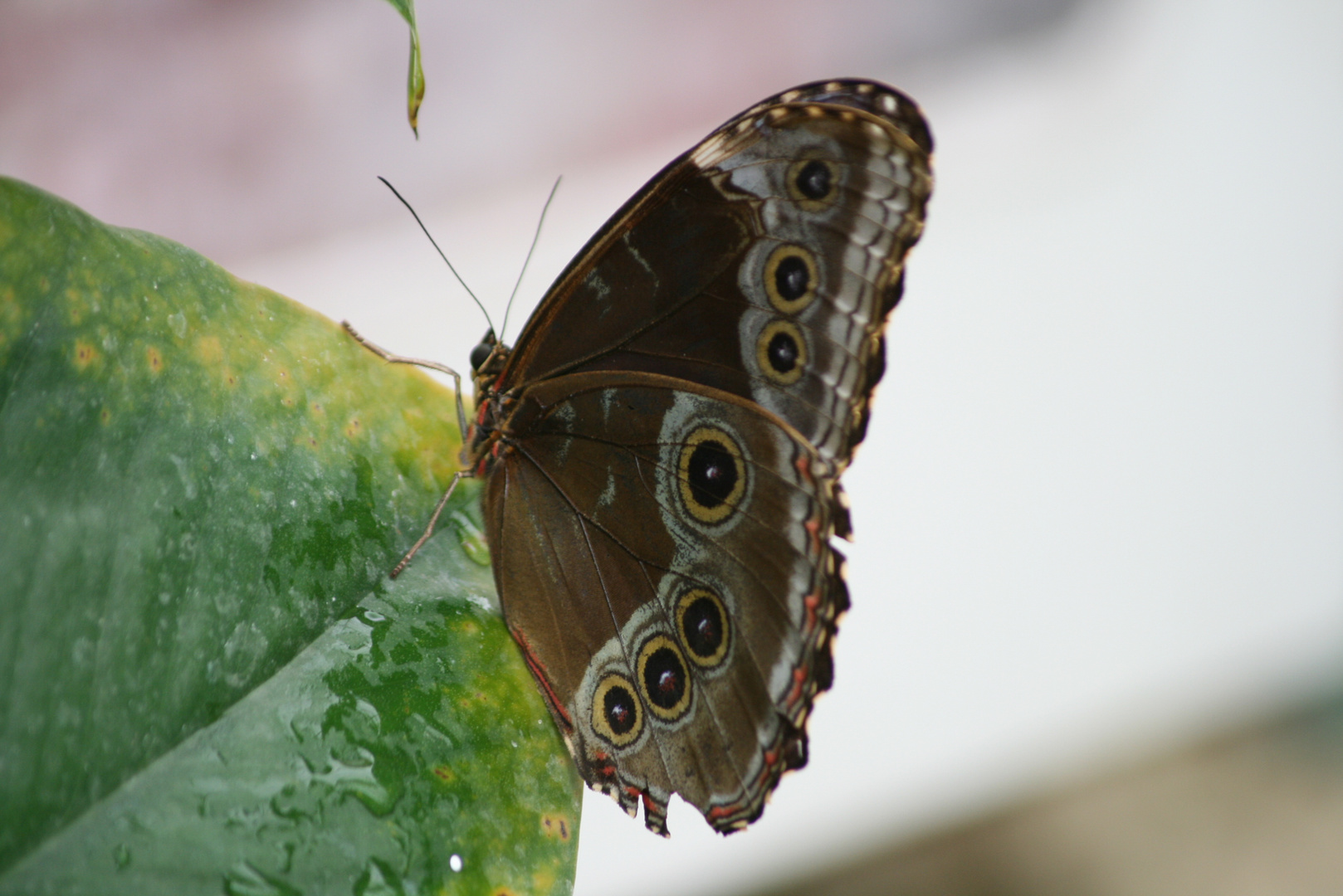 Mariposa ojos grandes