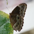 Mariposa ojos grandes