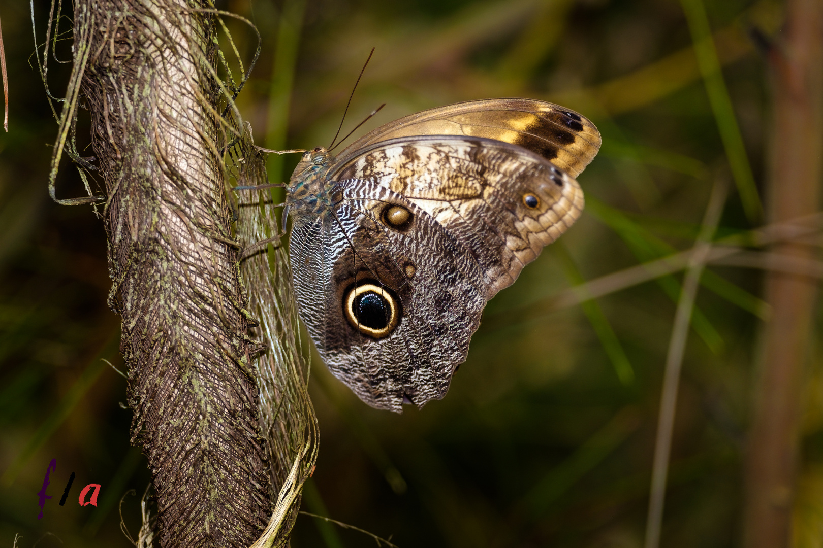 Mariposa | ossipanes cassina 