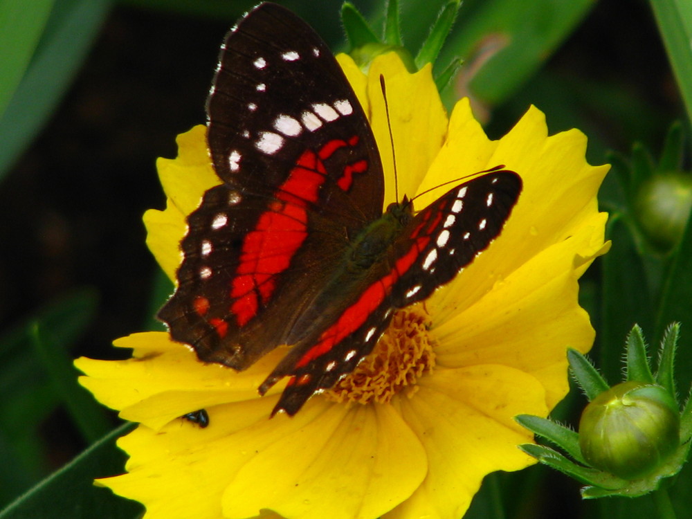 Mariposa - Palmira - Valle del Cauca - Colombia