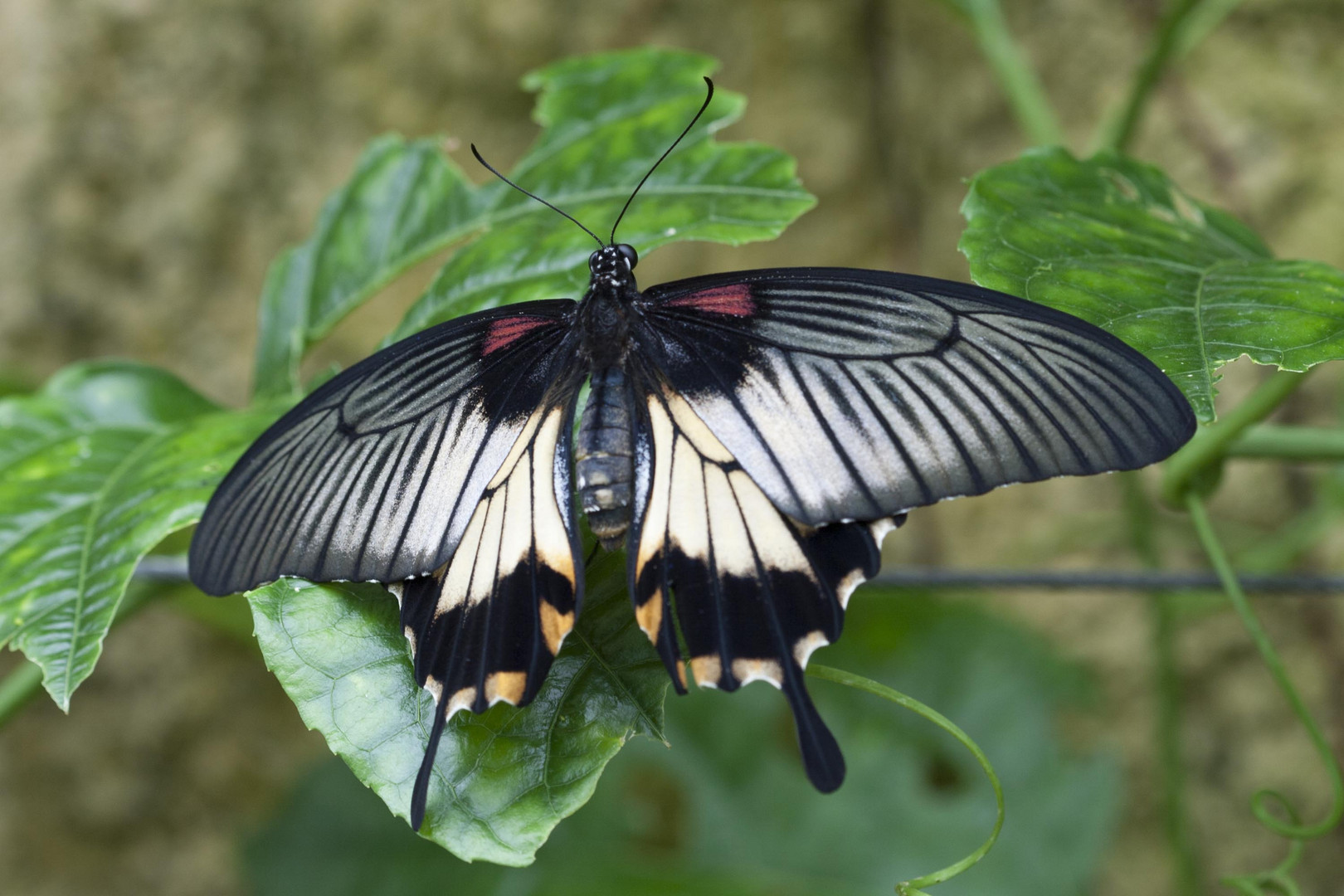 Mariposa Papilo Memnon