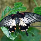 Mariposa Papilo Memnon