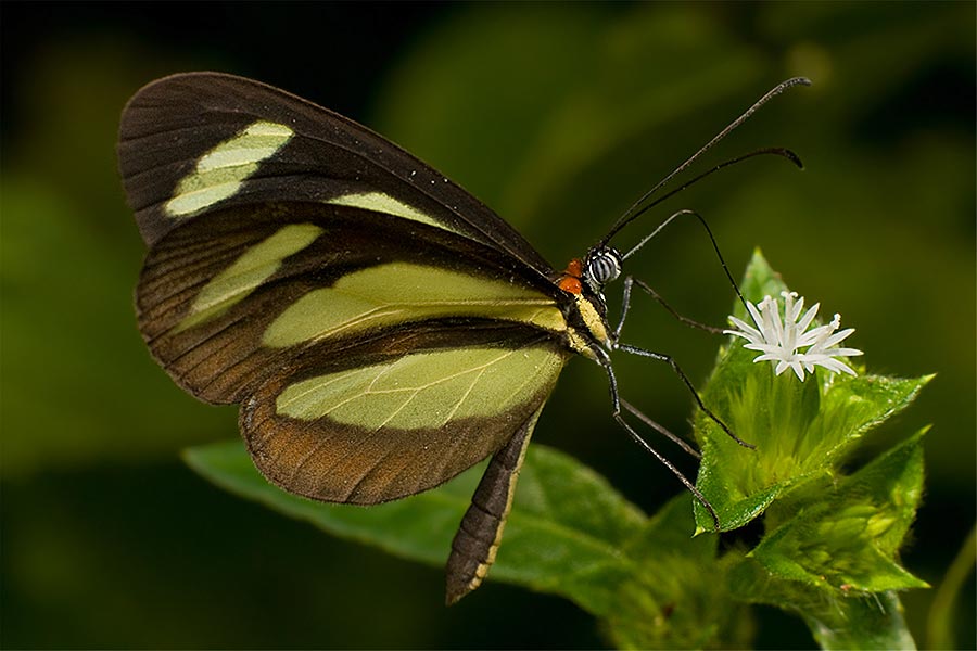 Mariposa para Lola Martínez Sobreviela