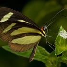 Mariposa para Lola Martínez Sobreviela