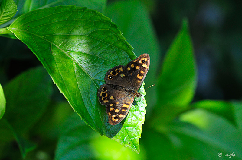 Mariposa (pararge aegeria)