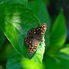 Mariposa (pararge aegeria)