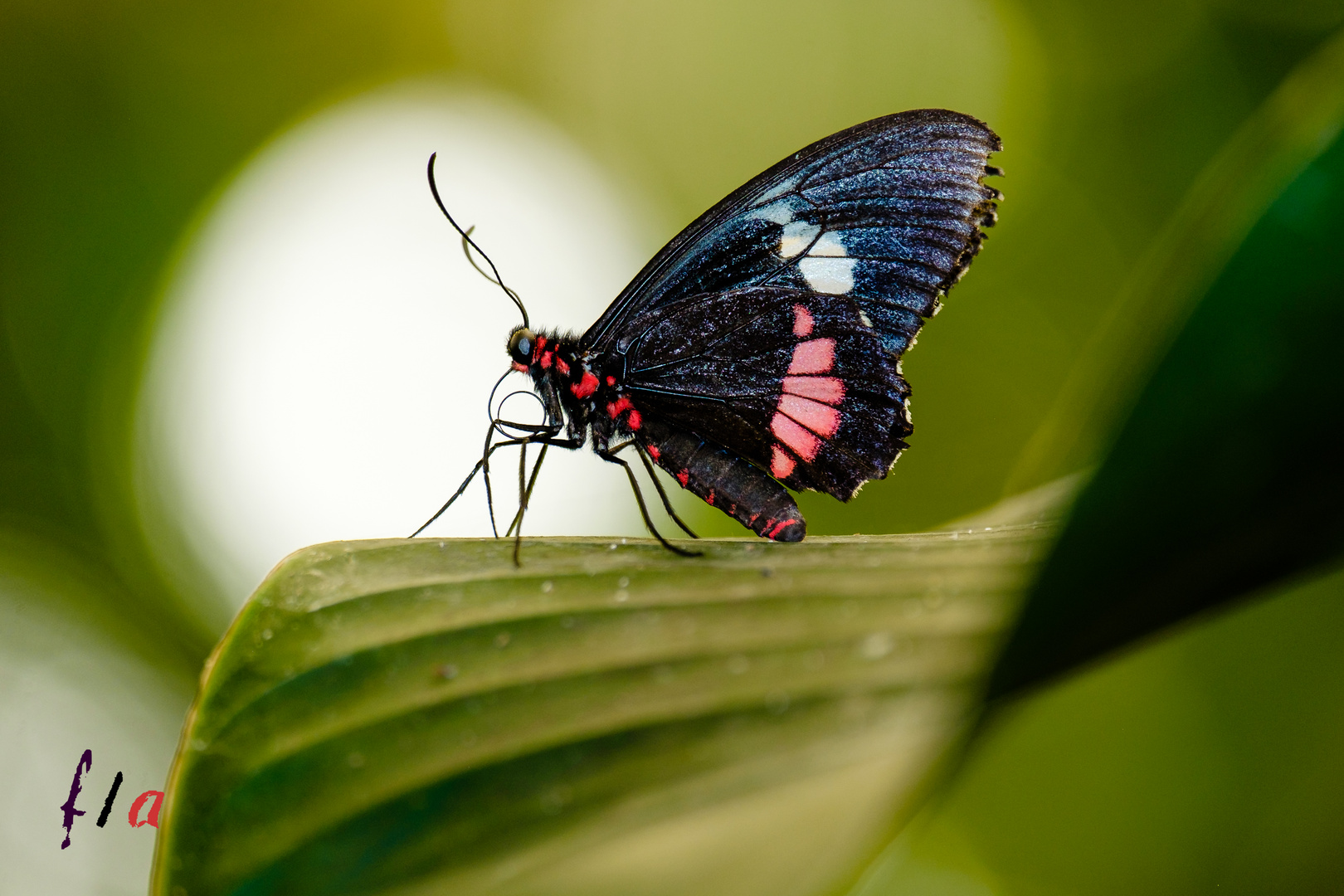 Mariposa | parides iphidamas