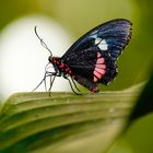 Mariposa | parides iphidamas