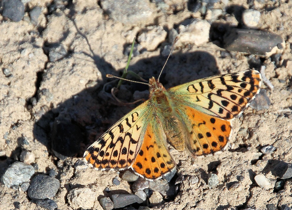 MARIPOSA PATAGONICA 2