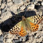 MARIPOSA PATAGONICA 2