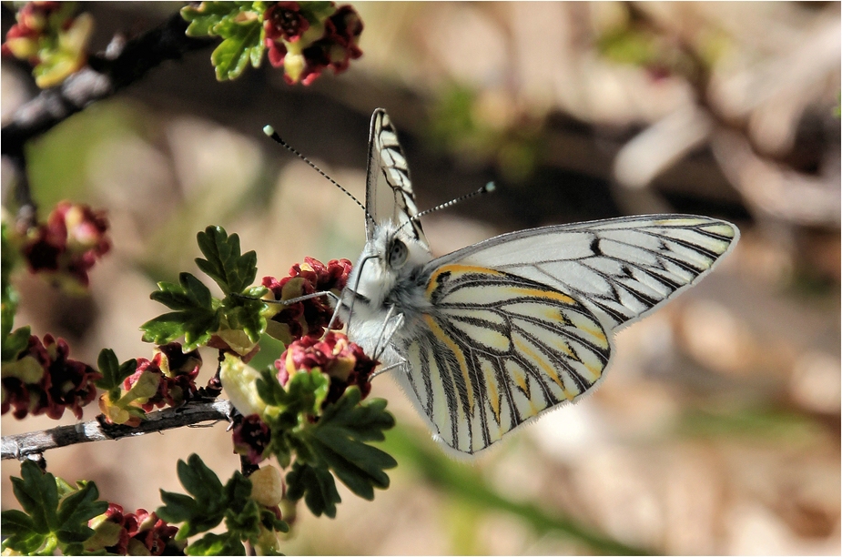 MARIPOSA PATAGONICA