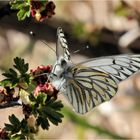 MARIPOSA PATAGONICA