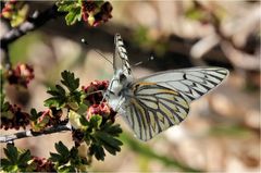 MARIPOSA PATAGONICA