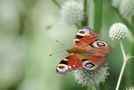 mariposa pavo real by stev.77 