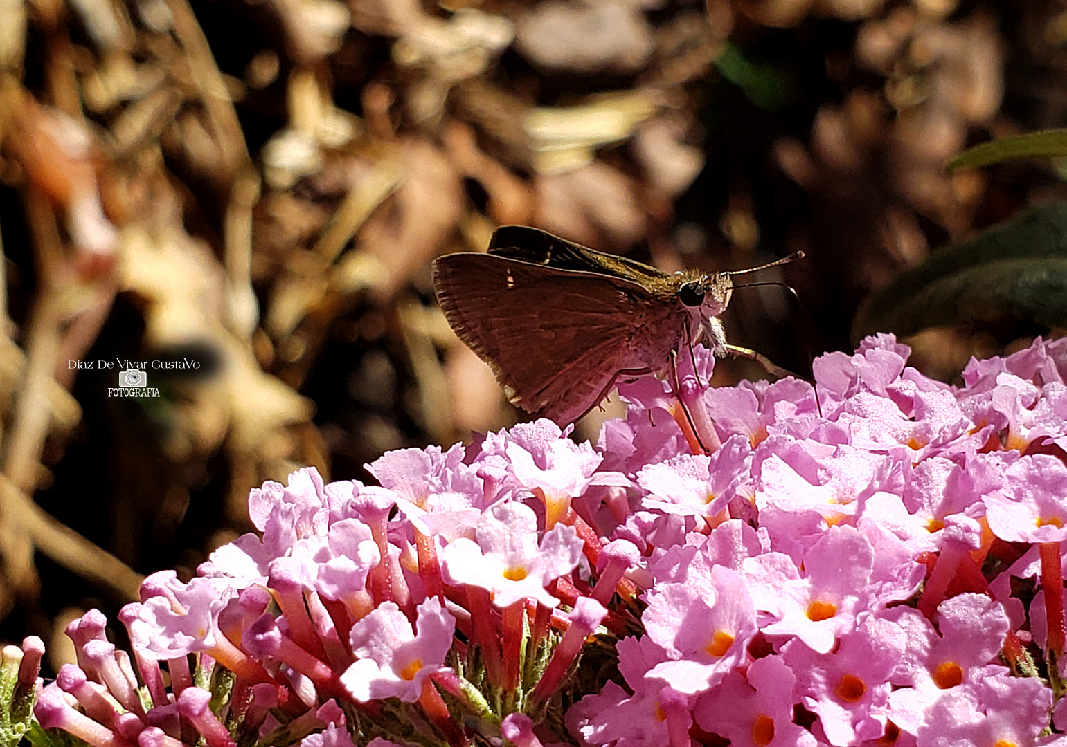 Mariposa pequeña en planta Buddleja - Diaz De Vivar Gustavo