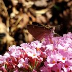 Mariposa pequeña en planta Buddleja - Diaz De Vivar Gustavo