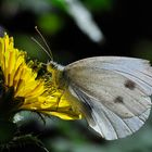 Mariposa (pieris rapae)