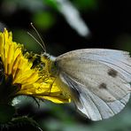 Mariposa (pieris rapae)