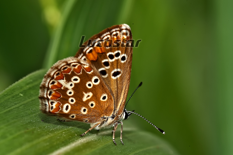 Mariposa posada, valga la "ambulancia".....