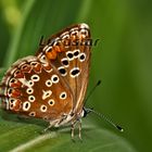 Mariposa posada, valga la "ambulancia".....