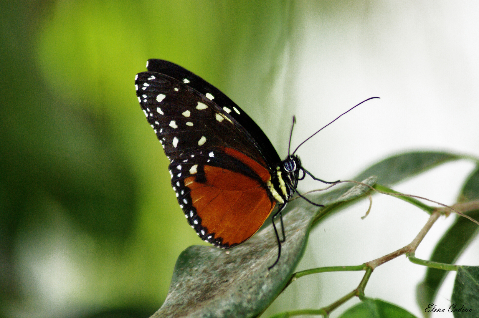 Mariposa Posando