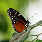 Mariposa Posando