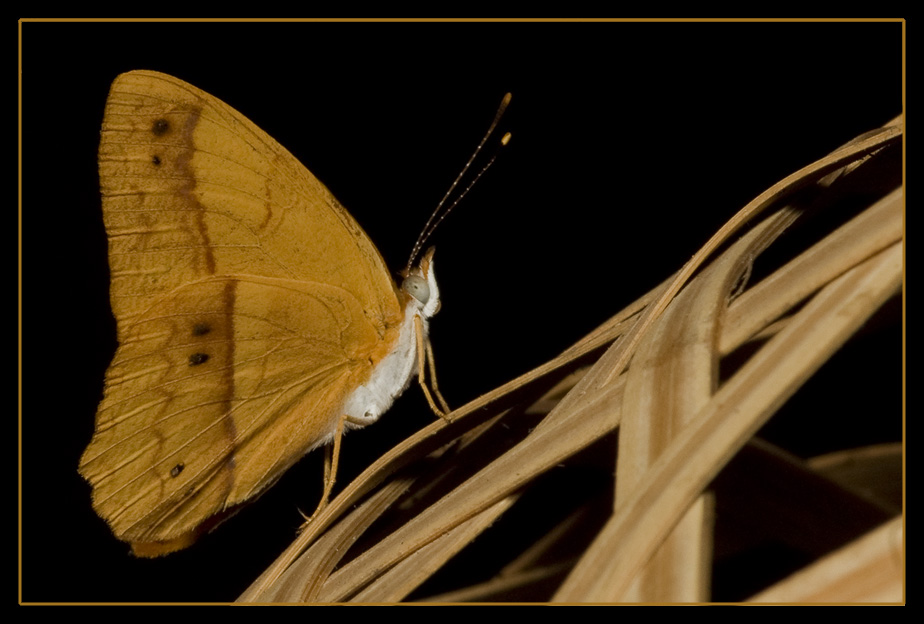 Mariposa presumida