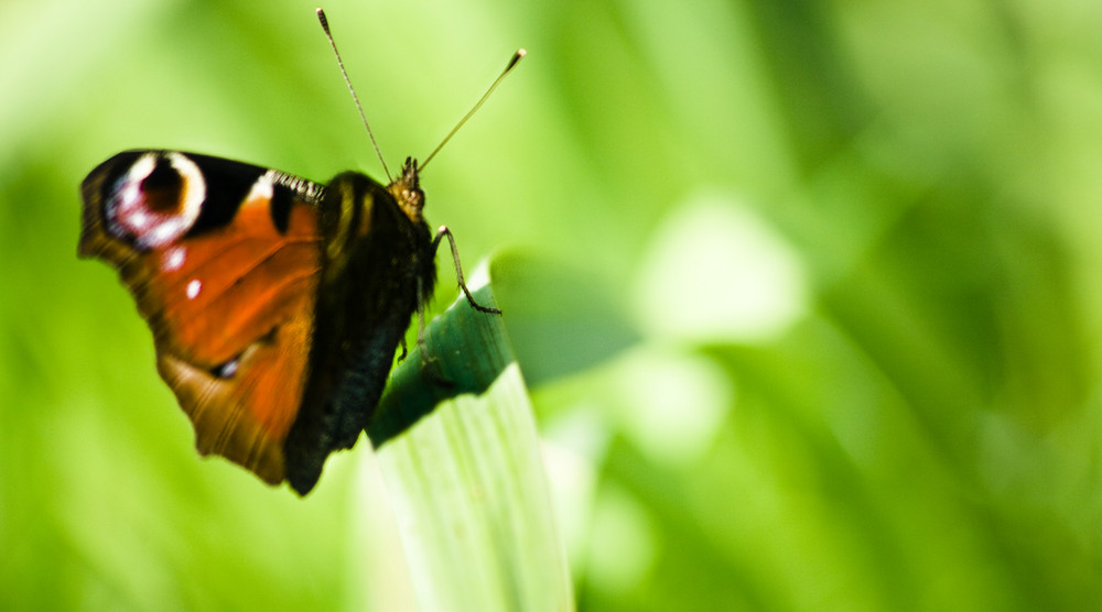 Mariposa primavera