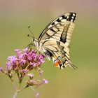 Mariposa rey.