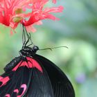 mariposa roja