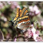 Mariposa roja (parecida a la Monarca)