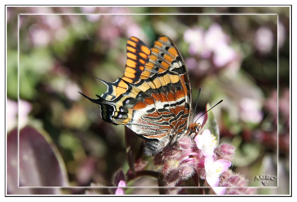 Mariposa roja (parecida a la Monarca)