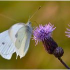 mariposa (Schmetterling)