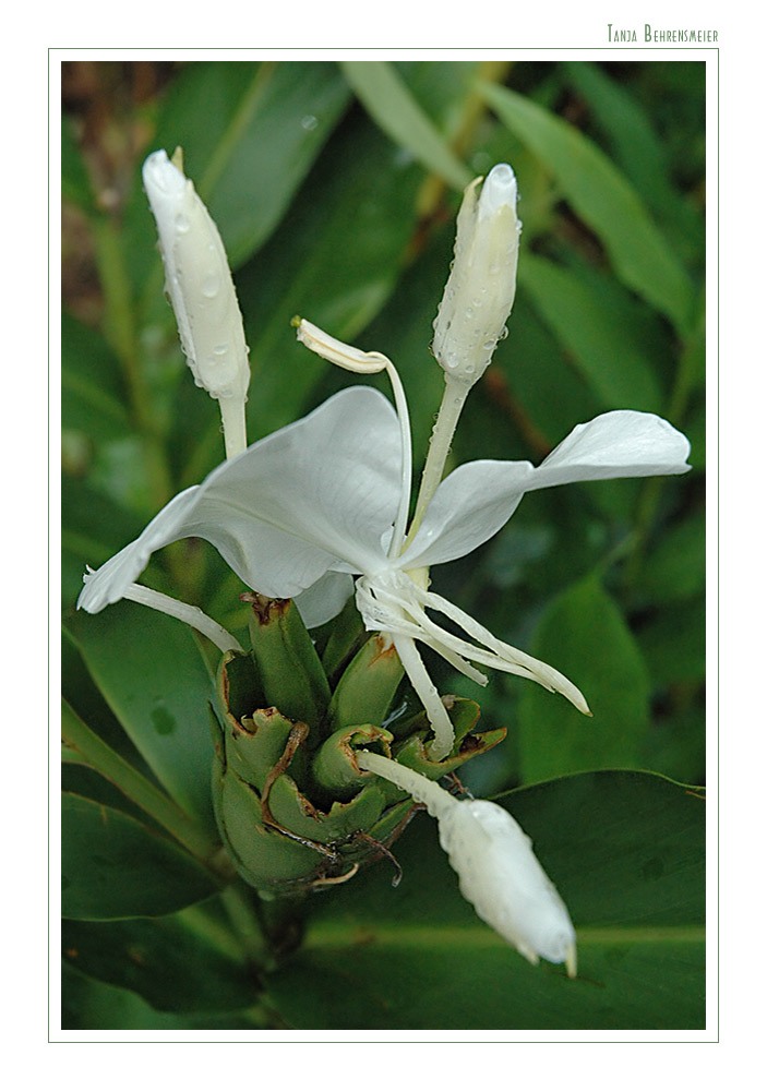 Mariposa (Schmetterlingsjasmin)