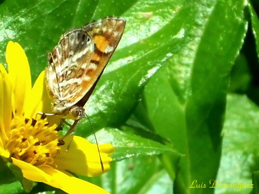 Mariposa Silvestre