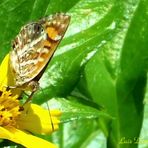 Mariposa Silvestre