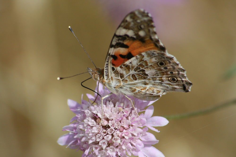 Mariposa sobre flor de Silvia Macías 