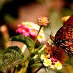 Mariposa sobre lantana