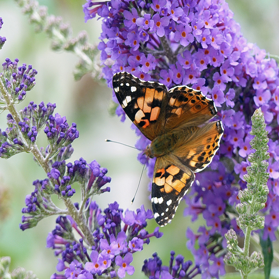 Mariposa  sobre lila se verano 