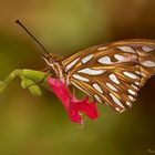 Mariposa sobre menta silvestre